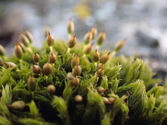 Orthotrichum pulchellum