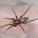 Western Parson Spider - Photo (c) James Bailey, some rights reserved (CC BY-NC), uploaded by James Bailey