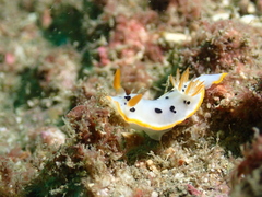 Chromodoris orientalis