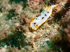 Chromodoris orientalis