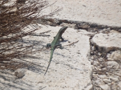 Anatololacerta ibrahimi