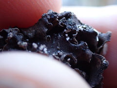 Dermatocarpon reticulatum