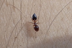 Crematogaster pinicola