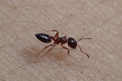 Crematogaster pinicola