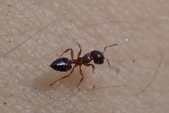 Crematogaster pinicola