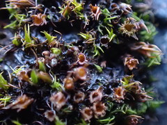 Schistidium maritimum