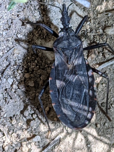 Triatoma indictiva photo 2