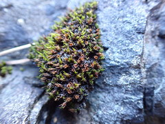 Schistidium maritimum