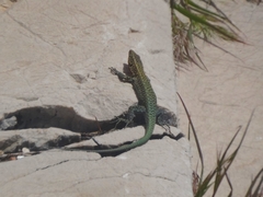 Anatololacerta ibrahimi