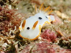 Chromodoris orientalis