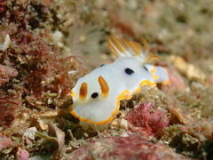 Chromodoris orientalis