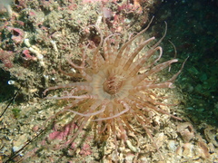 Isarachnanthus