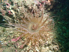 Isarachnanthus