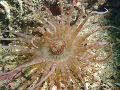 Isarachnanthus