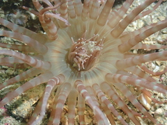Isarachnanthus