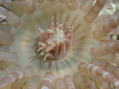 Isarachnanthus