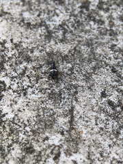 Planuncus tingitanus
