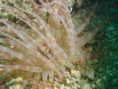 Isarachnanthus
