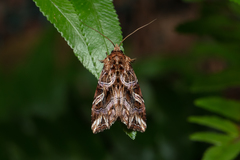 Callopistria exotica