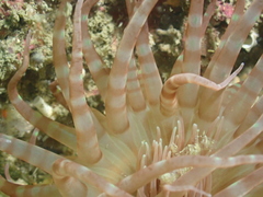 Isarachnanthus