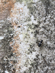 Planuncus tingitanus