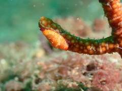 Crenavolva leopardus