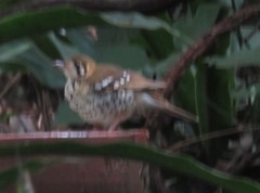 Geokichla guttata