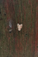 Schistophleps bipuncta