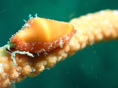 Crenavolva leopardus