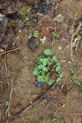 Medicago