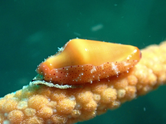 Crenavolva leopardus