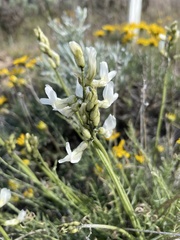 Astragalus reventiformis