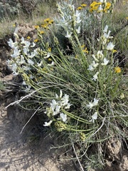 Astragalus reventiformis
