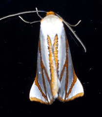 Thalaina angulosa