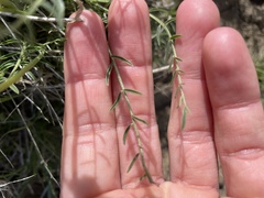 Astragalus reventiformis