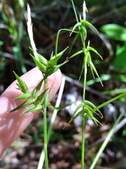 Carex collinsii