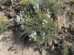 Astragalus reventiformis