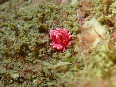 Okenia hiroi