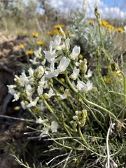 Astragalus reventiformis