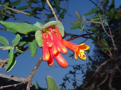 Lonicera pilosa