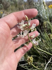 Astragalus reventiformis