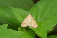 Ecpyrrhorrhoe damastesalis