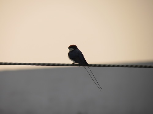Wire-tailed Swallow
