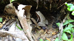 Physalaemus lateristriga