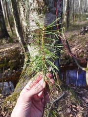 Pinus sylvestris