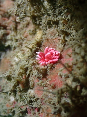Okenia hiroi