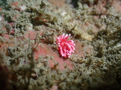 Okenia hiroi