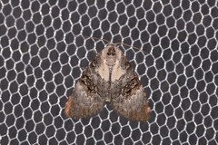 Acatapaustus leucospila