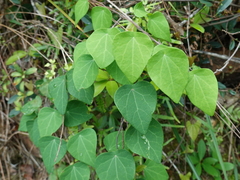 Cyclea barbata