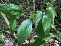 Piper glabrescens